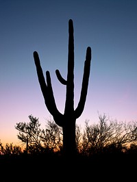 Saguaro Cactus near Tucson in Arizona, USA. Original image from Carol M. Highsmith&rsquo;s America, Library of Congress collection. Digitally enhanced by rawpixel.