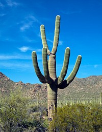 Saguaro Cactus near Tucson in Arizona, USA. Original image from Carol M. Highsmith&rsquo;s America, Library of Congress collection. Digitally enhanced by rawpixel.