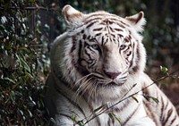 White Bengal tiger at the Montgomery Zoo, it was established in 1920 as part of Oak Park. Original image from <a href="https://www.rawpixel.com/search/carol%20m.%20highsmith?sort=curated&amp;page=1">Carol</a><a href="https://www.rawpixel.com/search/carol%20m.%20highsmith?sort=curated&amp;page=1"> M. Highsmith</a>&rsquo;s America, Library of Congress collection. Digitally enhanced by rawpixel.
