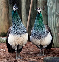 Peacocks at the Montgomery Zoo, it was established in 1920 as part of Oak Park. Original image from <a href="https://www.rawpixel.com/search/carol%20m.%20highsmith?sort=curated&amp;page=1">Carol</a><a href="https://www.rawpixel.com/search/carol%20m.%20highsmith?sort=curated&amp;page=1"> M. Highsmith</a>&rsquo;s America, Library of Congress collection. Digitally enhanced by rawpixel.
