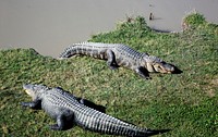 Alligator Alley has 20 acres of natural cypress swamp land, where alligators roam freely in a protected environment. Original image from <a href="https://www.rawpixel.com/search/carol%20m.%20highsmith?sort=curated&amp;page=1">Carol M. Highsmith</a>&rsquo;s America, Library of Congress collection. Digitally enhanced by rawpixel.