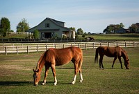 Horses at a ranch in rural Alabama. Original image from <a href="https://www.rawpixel.com/search/carol%20m.%20highsmith?sort=curated&amp;page=1">Carol M. Highsmith</a>&rsquo;s America, Library of Congress collection. Digitally enhanced by rawpixel.