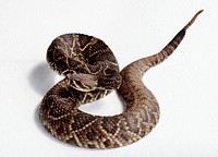 Rattlesnake Rodeo in Opp, Alabama. Original image from Carol M. Highsmith’s America, Library of Congress collection. Digitally enhanced by rawpixel.