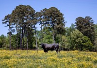 A bull in rural Alabama in the spring. Original image from <a href="https://www.rawpixel.com/search/carol%20m.%20highsmith?sort=curated&amp;page=1">Carol M. Highsmith</a>&rsquo;s America, Library of Congress collection. Digitally enhanced by rawpixel.