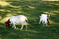 Young goats in rural Alabama. Original image from <a href="https://www.rawpixel.com/search/carol%20m.%20highsmith?sort=curated&amp;page=1">Carol M. Highsmith</a>&rsquo;s America, Library of Congress collection. Digitally enhanced by rawpixel.