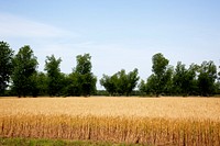 A wheat field in Atmore, Alabama. Original image from Carol M. Highsmith&rsquo;s America, Library of Congress collection. Digitally enhanced by rawpixel.