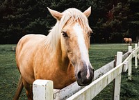 Horse in Orick, California. Original image from Carol M. Highsmith&rsquo;s America, Library of Congress collection. Digitally enhanced by rawpixel.