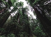 Bottom up view of tall trees at Redwood National and State Parks, United States, Northern California. Original image from <a href="https://www.rawpixel.com/search/carol%20m.%20highsmith?sort=curated&amp;page=1">Carol M. Highsmith</a>&rsquo;s America, Library of Congress collection. Digitally enhanced by rawpixel.