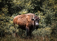 American bison, or buffaloes, in Yellowstone National Park in the northwest corner of Wyoming. Original image from Carol M. Highsmith&rsquo;s America, Library of Congress collection. Digitally enhanced by rawpixel.