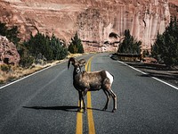A bighorn sheep in Colorado National Monument, a preserve of vast plateaus, canyons, and towering monoliths in Mesa County, Colorado, near Grand Junction. Original image from <a href="https://www.rawpixel.com/search/carol%20m.%20highsmith?sort=curated&amp;page=1">Carol M. Highsmith</a>&rsquo;s America, Library of Congress collection. Digitally enhanced by rawpixel.