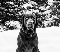 Puka the chocolate lab, in Aspen, Colorado. Original image from Carol M. Highsmith&rsquo;s America, Library of Congress collection. Digitally enhanced by rawpixel.