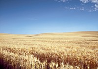 Classic Kansas field of waving wheat. Original image from Carol M. Highsmith&rsquo;s America, Library of Congress collection. Digitally enhanced by rawpixel.