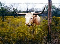 The State of Texas raises longhorn cattle at Abilene State Historical Park on the site of old Fort Griffin. Original image from <a href="https://www.rawpixel.com/search/carol%20m.%20highsmith?sort=curated&amp;page=1">Carol M. Highsmith</a>&rsquo;s America, Library of Congress collection. Digitally enhanced by rawpixel.