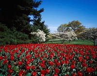 Spring tulips and dogwoods on the George Washington Memorial Parkway. Original image from Carol M. Highsmith’s America, Library of Congress collection. Digitally enhanced by rawpixel.