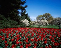 Spring tulips and dogwoods on the George Washington Memorial Parkway. Original image from <a href="https://www.rawpixel.com/search/carol%20m.%20highsmith?sort=curated&amp;page=1">Carol M. Highsmith</a>&rsquo;s America, Library of Congress collection. Digitally enhanced by rawpixel.