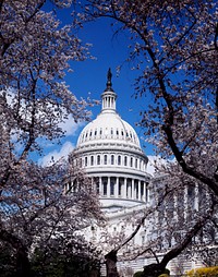 Capitol Hill during the cherry blossom season. Original image from <a href="https://www.rawpixel.com/search/carol%20m.%20highsmith?sort=curated&amp;page=1">Carol M. Highsmith</a>&rsquo;s America, Library of Congress collection. Digitally enhanced by rawpixel.