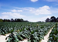 A thriving North Carolina tobacco field. Original image from <a href="https://www.rawpixel.com/search/carol%20m.%20highsmith?sort=curated&amp;page=1">Carol M. Highsmith</a>&rsquo;s America, Library of Congress collection. Digitally enhanced by rawpixel.