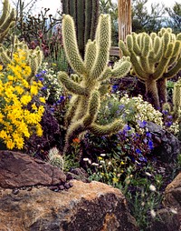Cacti and flowers near Tucson. Original image from <a href="https://www.rawpixel.com/search/carol%20m.%20highsmith?sort=curated&amp;page=1">Carol M. Highsmith</a>&rsquo;s America, Library of Congress collection. Digitally enhanced by rawpixel.
