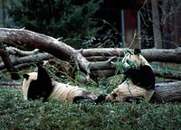 Giant pandas, the star attraction at the Smithsonian Institution&#39;s National Zoo. Original image from <a href="https://www.rawpixel.com/search/carol%20m.%20highsmith?sort=curated&amp;page=1">Carol M. Highsmith</a>&rsquo;s America, Library of Congress collection. Digitally enhanced by rawpixel.
