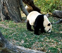 A giant panda, the star attraction at the Smithsonian Institution's National Zoo. Original image from Carol M. Highsmith&rsquo;s America, Library of Congress collection. Digitally enhanced by rawpixel.