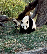 A giant panda, the star attraction at the Smithsonian Institution&#39;s National Zoo. Original image from <a href="https://www.rawpixel.com/search/carol%20m.%20highsmith?sort=curated&amp;page=1">Carol M. Highsmith</a>&rsquo;s America, Library of Congress collection. Digitally enhanced by rawpixel.