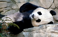 A giant panda, the star attraction at the Smithsonian Institution's National Zoo. Original image from Carol M. Highsmith&rsquo;s America, Library of Congress collection. Digitally enhanced by rawpixel.