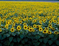 Colorful field of sunflowers near Beloit. Original image from <a href="https://www.rawpixel.com/search/carol%20m.%20highsmith?sort=curated&amp;page=1">Carol M. Highsmith</a>&rsquo;s America, Library of Congress collection. Digitally enhanced by rawpixel.