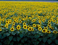 Colorful field of sunflowers near Beloit. Original image from Carol M. Highsmith&rsquo;s America, Library of Congress collection. Digitally enhanced by rawpixel.