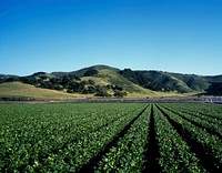 A celery crop stretches far into the distance on the Central Coast. Original image from <a href="https://www.rawpixel.com/search/carol%20m.%20highsmith?sort=curated&amp;page=1">Carol M. Highsmith</a>&rsquo;s America, Library of Congress collection. Digitally enhanced by rawpixel.