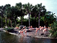Flamingos walking around near a pond at the Miami Zoo. Original image from <a href="https://www.rawpixel.com/search/carol%20m.%20highsmith?sort=curated&amp;page=1">Carol M. Highsmith</a>&rsquo;s America, Library of Congress collection. Digitally enhanced by rawpixel.