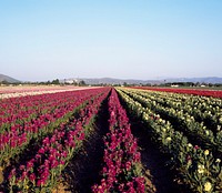 Commercially grown flowers in California field. Original image from Carol M. Highsmith&rsquo;s America, Library of Congress collection. Digitally enhanced by rawpixel.
