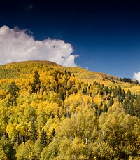 Fall aspens in the Colorado Rockies, USA - Original image from <a href="https://www.rawpixel.com/search/carol%20m.%20highsmith?sort=curated&amp;page=1">Carol M. Highsmith</a>&rsquo;s America, Library of Congress collection. Digitally enhanced by rawpixel