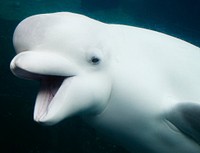 Baluga Whales at Mystic Aquarium. Original image from Carol M. Highsmith&rsquo;s America, Library of Congress collection. Digitally enhanced by rawpixel.