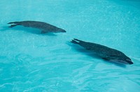 Northern fur seal at Mystic Aquarium. Original image from <a href="https://www.rawpixel.com/search/carol%20m.%20highsmith?sort=curated&amp;page=1">Carol M. Highsmith</a>&rsquo;s America, Library of Congress collection. Digitally enhanced by rawpixel.