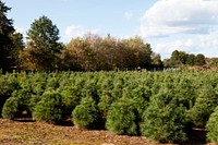 Christmas tree farm located in Suffield, Connecticut. Original image from <a href="https://www.rawpixel.com/search/carol%20m.%20highsmith?sort=curated&amp;page=1">Carol M. Highsmith</a>&rsquo;s America, Library of Congress collection. Digitally enhanced by rawpixel.