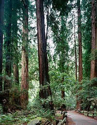 Muir Woods. Original image from Carol M. Highsmith&rsquo;s America, Library of Congress collection. Digitally enhanced by rawpixel.