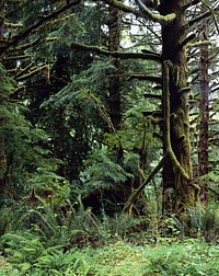 Olympic National Park. Original image from Carol M. Highsmith’s America, Library of Congress collection. Digitally enhanced by rawpixel.