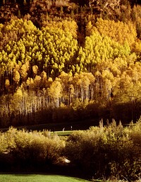 Aspens Over Vail, Colorado USA - Original image from <a href="https://www.rawpixel.com/search/carol%20m.%20highsmith?sort=curated&amp;page=1">Carol M. Highsmith</a>&rsquo;s America, Library of Congress collection. Digitally enhanced by rawpixel