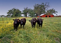 Cows in Cajun Country Farm. Original image from <a href="https://www.rawpixel.com/search/carol%20m.%20highsmith?sort=curated&amp;page=1">Carol M. Highsmith</a>&rsquo;s America, Library of Congress collection. Digitally enhanced by rawpixel.