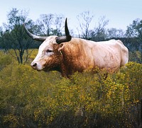 The State of Texas raises longhorn cattle at Abilene State Historical Park on the site of old Fort Griffin. Original image from Carol M. Highsmith&rsquo;s America, Library of Congress collection. Digitally enhanced by rawpixel.