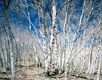 Birches in Utah's Dixie National Forest. Original image from Carol M. Highsmith&rsquo;s America, Library of Congress collection. Digitally enhanced by rawpixel.
