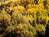 Colorado Aspens. Original image from <a href="https://www.rawpixel.com/search/carol%20m.%20highsmith?sort=curated&amp;page=1">Carol M. Highsmith</a>&rsquo;s America, Library of Congress collection. Digitally enhanced by rawpixel.