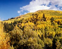 Colorado Aspens. Original image from <a href="https://www.rawpixel.com/search/carol%20m.%20highsmith?sort=curated&amp;page=1">Carol M. Highsmith</a>&rsquo;s America, Library of Congress collection. Digitally enhanced by rawpixel.