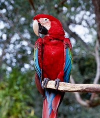 Parrot poses on a tree in Florida. Original image from Carol M. Highsmith&rsquo;s America, Library of Congress collection. Digitally enhanced by rawpixel.