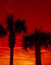 Palm trees at sunset. Original image from <a href="https://www.rawpixel.com/search/carol%20m.%20highsmith?sort=curated&amp;page=1">Carol M. Highsmith</a>&rsquo;s America, Library of Congress collection. Digitally enhanced by rawpixel.