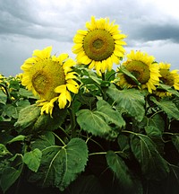 Sunflowers in Nebraska. Original image from <a href="https://www.rawpixel.com/search/carol%20m.%20highsmith?sort=curated&amp;page=1">Carol M. Highsmith</a>&rsquo;s America, Library of Congress collection. Digitally enhanced by rawpixel.