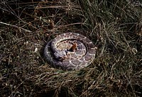 Coiled rattlesnake in brush outside San Marcos, Texas. Original image from Carol M. Highsmith&rsquo;s America, Library of Congress collection. Digitally enhanced by rawpixel.