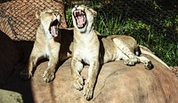 Two lionesses are less than excited about their chance to star in a photo shoot at the Santa Barbara, California, zoo. Original image from Carol M. Highsmith&rsquo;s America, Library of Congress collection. Digitally enhanced by rawpixel.