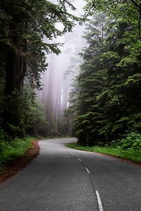 Redwood National and State Park on U.S. 101 in Northern California. Original image from <a href="https://www.rawpixel.com/search/carol%20m.%20highsmith?sort=curated&amp;page=1">Carol M. Highsmith</a>&rsquo;s America, Library of Congress collection. Digitally enhanced by rawpixel.