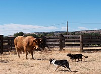 Dusty de Braga and his daughter Fallow, are working cowpokes who drive cattle on Dye Creek Ranch near Red Bluff, California. Original image from Carol M. Highsmith&rsquo;s America, Library of Congress collection. Digitally enhanced by rawpixel.